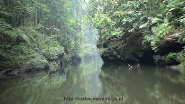 Melihat Dari Dekat Taman Nasional Bukit Tiga Puluh Di Inhu Riau Yang